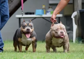 A person who engaged in dog fighting in the United States was sentenced to 475 years in prison фото