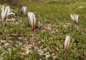 Bahorning ilk kunida havo harorati 22 darajagacha ko‘tariladi фото