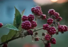 Erkaklar uchun ozishga yordam beruvchi meva nomi ma'lum boʻldi фото