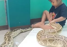 Qizcha bo‘g‘ma ilonning tishini tozalab qo‘ydi (video) фото