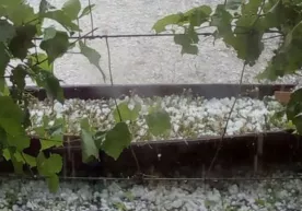 Шоҳимардонда жуда кучли дўл ёққани тасвирланган видео тарқалди фото