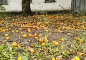 Хор бўлаётган неъматлар овози фото