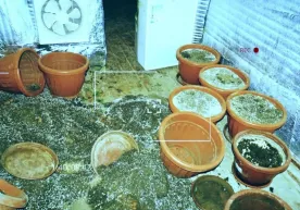 Xonadonidagi gultuvaklarda giyohvandlik vositasi yetishtirib kelgan fuqaro ushlandi фото
