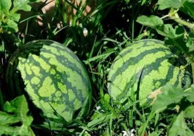Қашқадарёда тарвуз пишишига 10 кун қолди фото