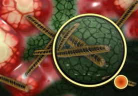 Odam tanasida yangi noma’lum virus aniqlandi фото