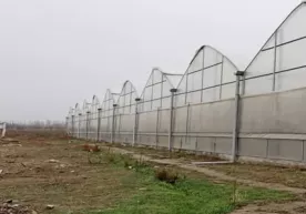 Qarzdorga tegishli issiqxona sotilishi mumkin фото