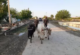 Sirdaryodagi toshqinlar oqibatida yo‘qolgan 4 mingdan ortiq uy hayvoni o‘z egalariga qaytarildi фото