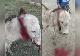 Buxoroda eshakning quloqlarini kesib tashlagan erkak 15 sutkaga qamaldi фото