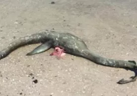 Amerika sohillarida noma’lum dengiz mahluqi topildi (video) фото