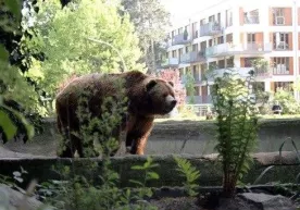 AQSHda ayiq, puma va ikki kiyik tunda aholi yashovchi uylarning biriga tashrif buyurdi (video) фото