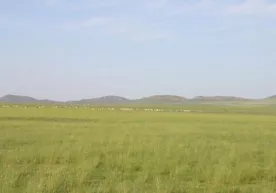 Жиззахда юзлаб гектар ерларни ўт босиб ётибди фото