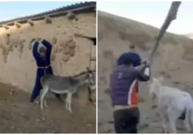 Қашқадарёда ёш бола кўз ўнгида эшакларни калтаклаган ота-болага чора кўрилди фото