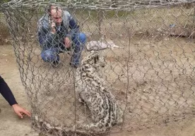 Тожикистонда 12 та қўйни ғажиб ташлаган қор қоплони ушланди (видео) фото