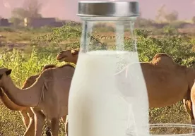 Tuya suti kundalik ehtiyojga aylanishi kutilyapti фото