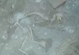 To‘xtasin akaning uyi ostidan «dinozavr» qoldiqlari chiqdi фото
