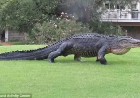 Floridada ulkan alligator golfchilarni hayratga soldi (video) фото