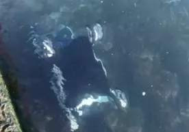 Одессада шамол чақалоқ бўлган коляскани денгизга учириб юборди (видео) фото
