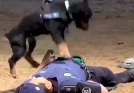 Yurakni massaj qila oladigan ko‘ppak ispan politsiyasida ishlamoqda (video) фото