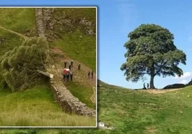 Британиялик биологлар Робин Гуд дарахтини клонлашди фото