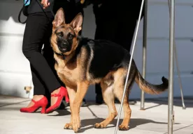 11-holat: Baydenning iti yana bir maxfiy agentni tishlab oldi фото