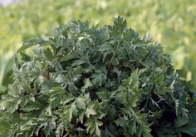 Shuvoq koronavirusga qarshi yaxshi samara berishi aniqlandi фото