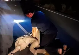 Tailandlik erkak fil bolasining yuragini massaj qilib, uning hayotini saqlab qoldi (video) фото