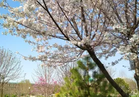 Oʻzbekistonda 3 mart kuni qanday ob-havo boʻlishi ma'lum qilindi фото