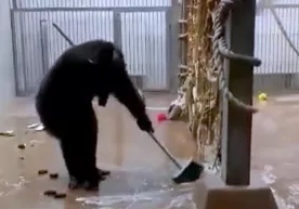 Volerdagi oyna va polni o‘zi tozalayotgan shimpanze (video) фото