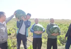 Уста деҳқонларни қўллаб-қувватлаш учун янги субсидия ва грант тизими жорий этилди