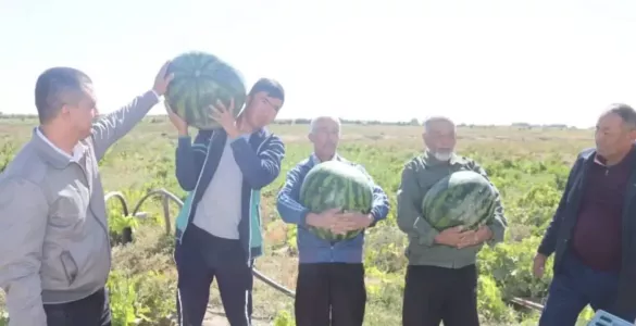 Уста деҳқонларни қўллаб-қувватлаш учун янги субсидия ва грант тизими жорий этилди