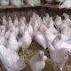 Тадбиркорлик фаолиятини йўлга қўйиш учун…