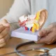 Японские ученые нашли способ лечения врожденной глухоты