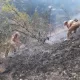 «Ноинсоф бойваччанинг ўғли»га «иш» очилдими?