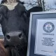 АҚШдаги фермада боқиладиган 2 метрли буқа Гиннес рекордлари китобига киритилди (видео)