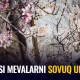 “Ўрикдан айрилдик ҳисоб” — боғбонлар мартдаги ёғингарчиликнинг мевали дарахтларга таъсири ҳақида