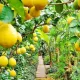 O‘zbekistonda limon inqirozi: mahalliy limonga talab yo‘q, import hajmi esa oshib bormoqda