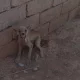 Қамашида қўй-қўзиларни бўғизлаган номаълум ҳайвон ўлдирилди (фото)