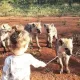 Zimbabveda ikki yoshli qizaloq sirtlonlar bilan do‘stlashib oldi (foto, video)