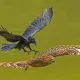National Geographic’dan yil suratlari