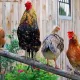 В связи с ростом цен на яйца в США становится популярной аренда курицы