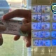 To‘rt hududda «prava» olib berishni va’da qilgan shaxslar ushlandi