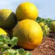 Ўзбекистонда қовун ва тарвузлар қандай етиштирилади?