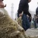 Карантинда қурбонлик келтириш тартиби маълум қилинди