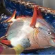 Biologlar dunyodagi birinchi issiqqon baliqni topishdi