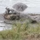 Бегемотлар антилопани тимсоҳлардан ишончли ҳимоя қилди (видео)