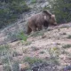 “Hisor” davlat qo‘riqxonasiga o‘rnatilgan videokameraga noyob qo‘ng‘ir ayiq tushdi