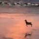 Plyajda vaqtichog‘lik qilayotgan baxtiyor bug‘u (video)