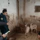 Qoraqalpog‘istonda fuqaro 3 bosh jayronni uyida saqlab kelayotgani aniqlandi
