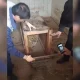 Самарқандда ушланган шер боласи Тошкент ҳайвонот боғига топширилди