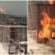 Farg‘onada mushukni yoqib yuborganlarga yangi jazo tayinlandi